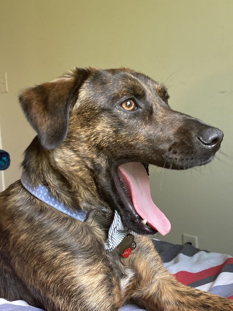 Rascal Fats, a Mountain Cur and Labrador Retriever mix tested with EmbarkVet.com