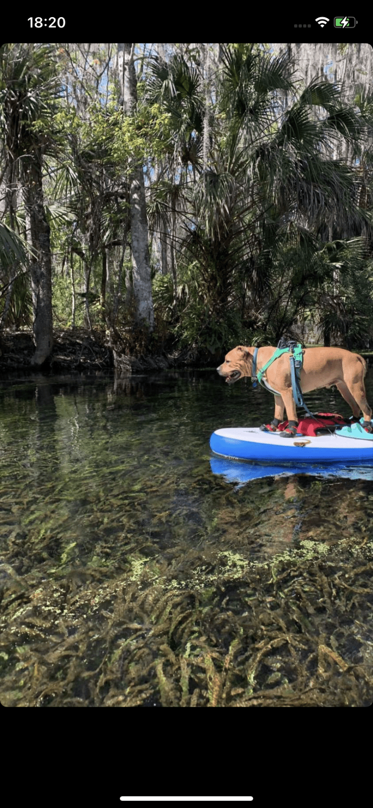 Gus, an American Bully and American Bulldog mix tested with EmbarkVet.com