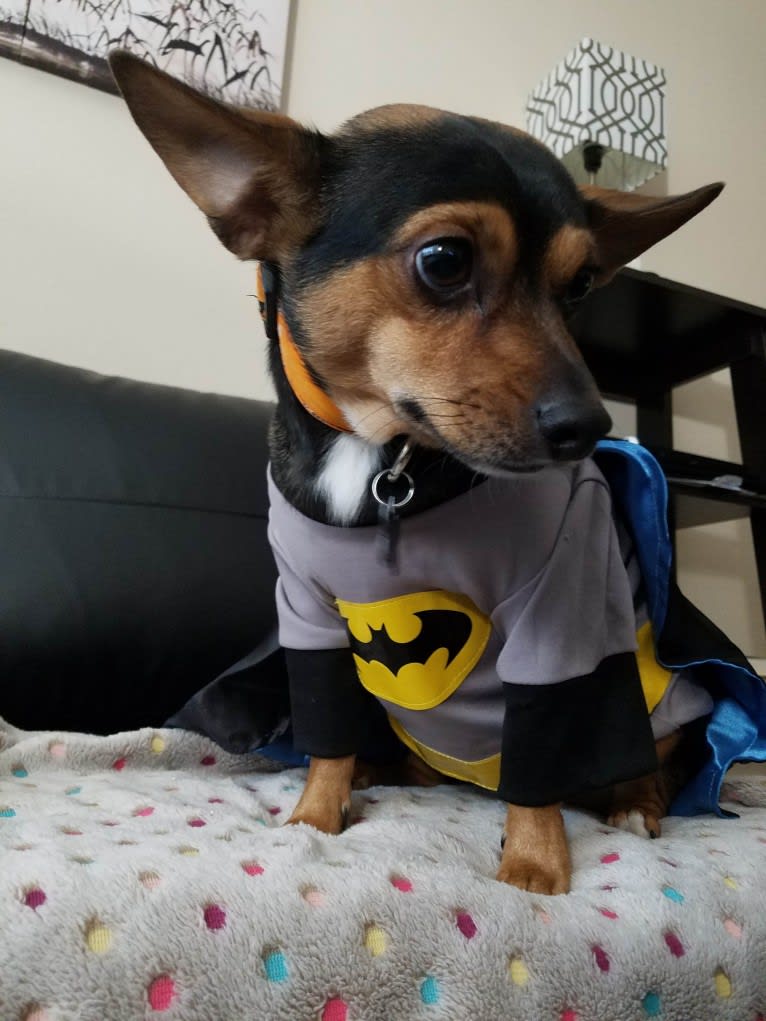 Milo, a Yorkshire Terrier and Australian Shepherd mix tested with EmbarkVet.com