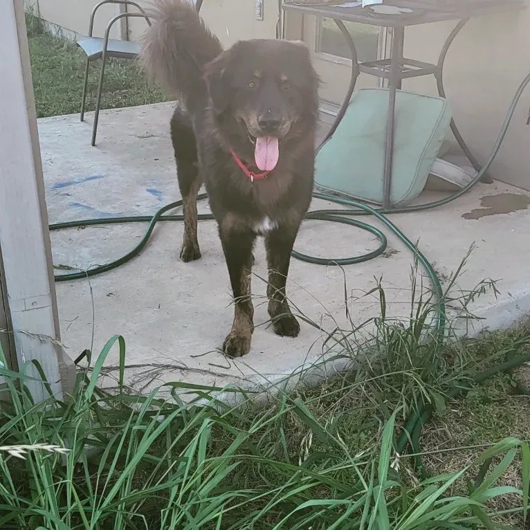Morax, a Tibetan Mastiff and Poodle (Standard) mix tested with EmbarkVet.com