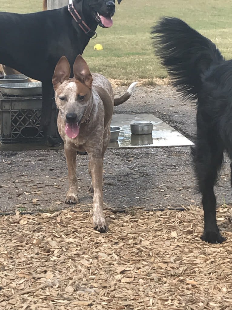 EmmyLou, an Australian Cattle Dog and American Pit Bull Terrier mix tested with EmbarkVet.com