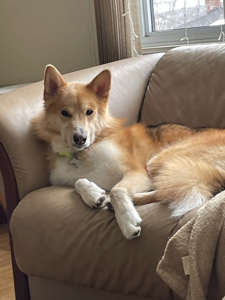 Bella, an Alaskan Malamute and Siberian Husky mix tested with EmbarkVet.com