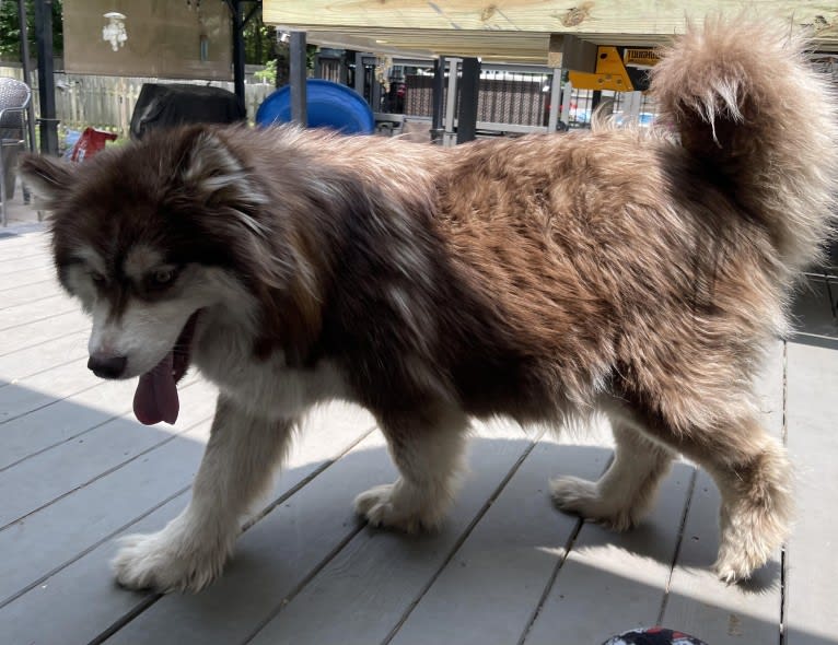 Foxy, a Siberian Husky tested with EmbarkVet.com