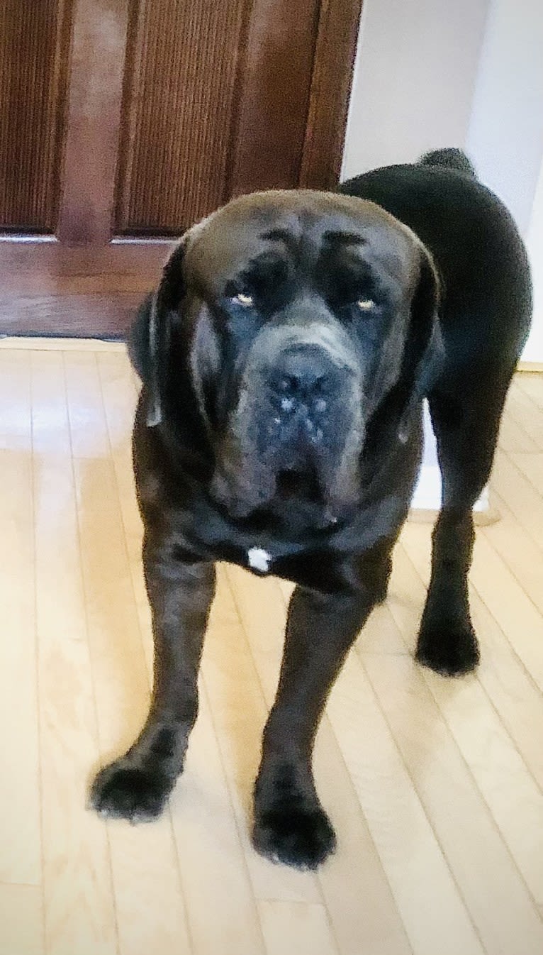 Cade, a Cane Corso tested with EmbarkVet.com