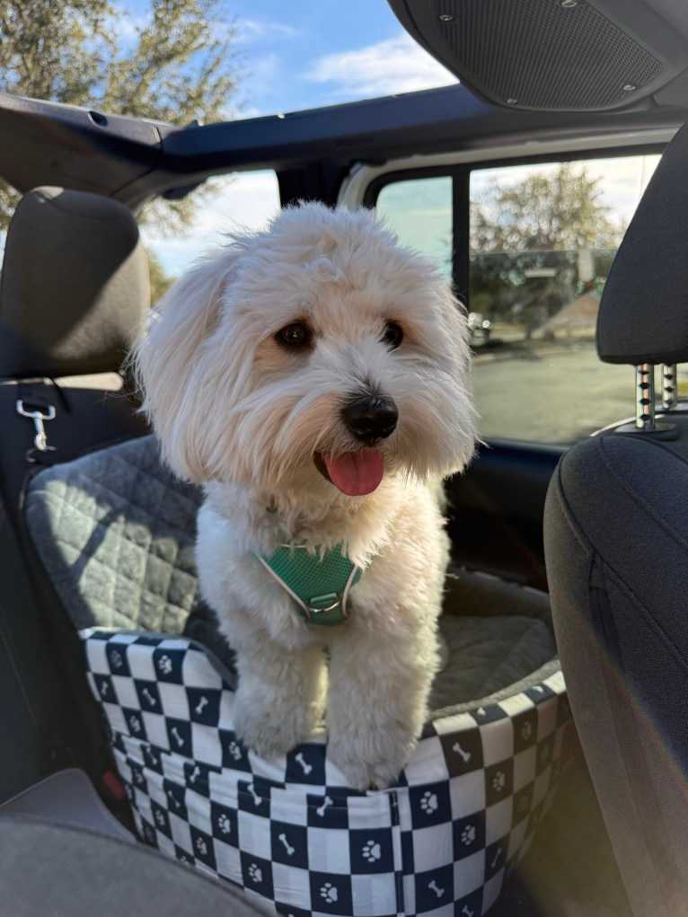 Leo, a Coton de Tulear tested with EmbarkVet.com
