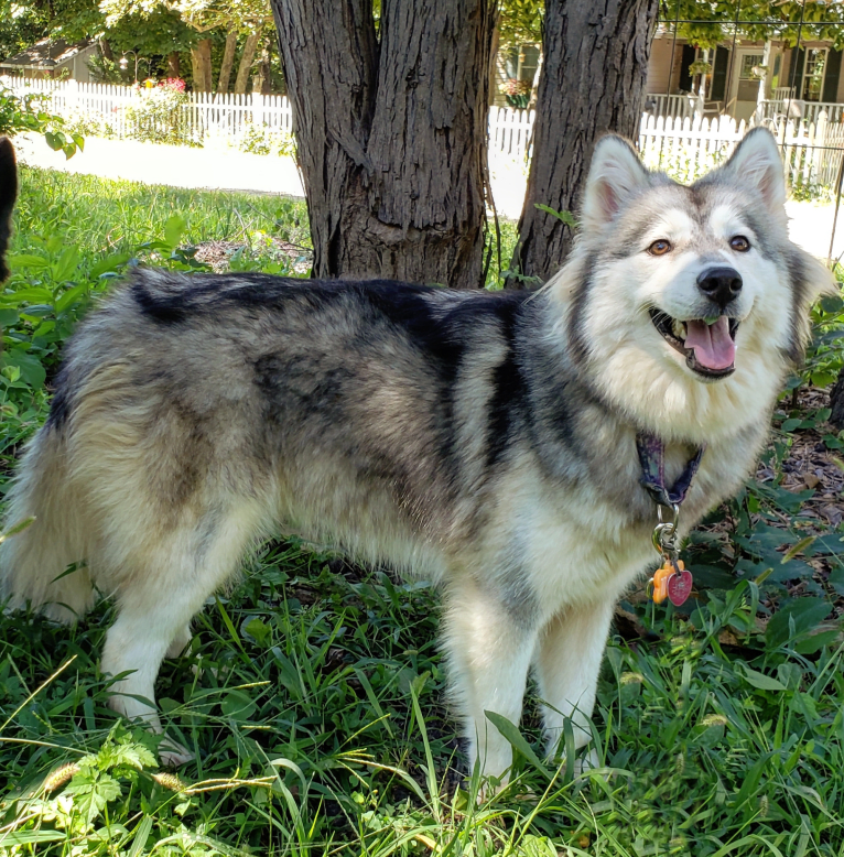 Lyra, a Siberian Husky tested with EmbarkVet.com
