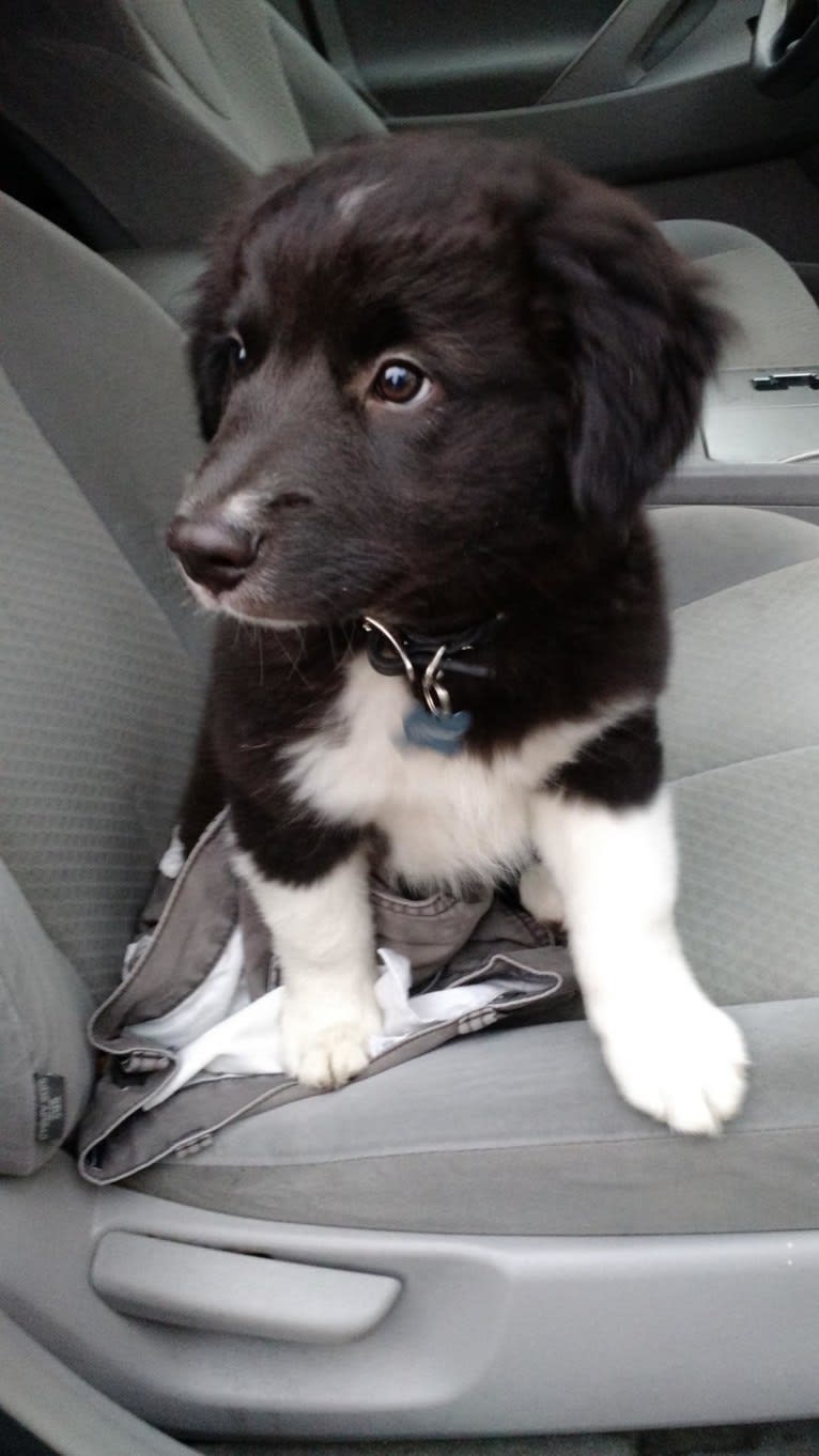 Bella, a Border Collie and Pembroke Welsh Corgi mix tested with EmbarkVet.com