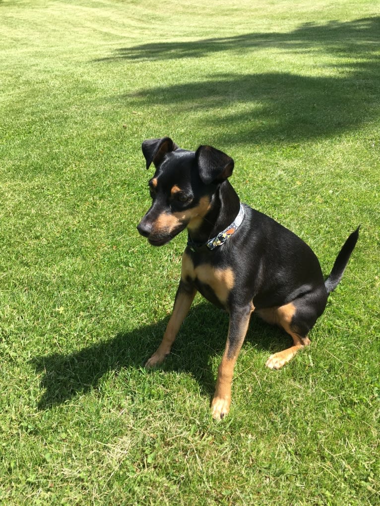 Marta, a Miniature Pinscher and American Pit Bull Terrier mix tested with EmbarkVet.com