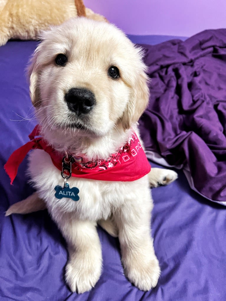 Alita, a Golden Retriever tested with EmbarkVet.com
