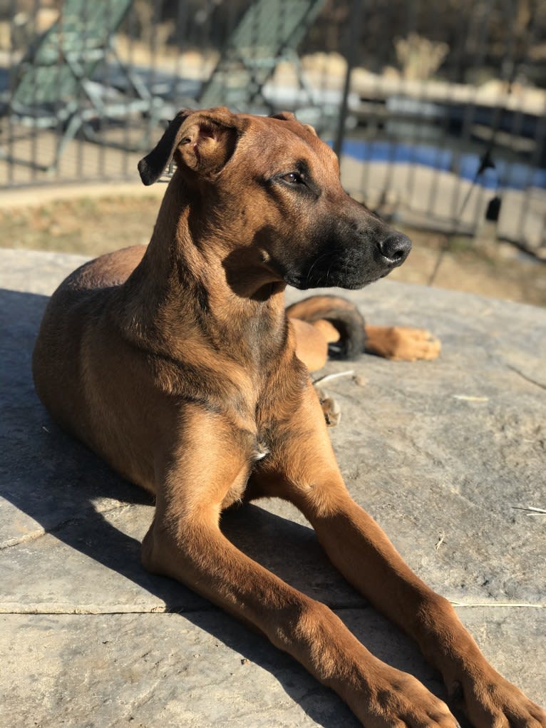 Rocket, a Doberman Pinscher and Belgian Malinois mix tested with EmbarkVet.com