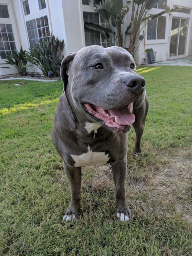 Left Brain, an American Bully and American Bulldog mix tested with EmbarkVet.com