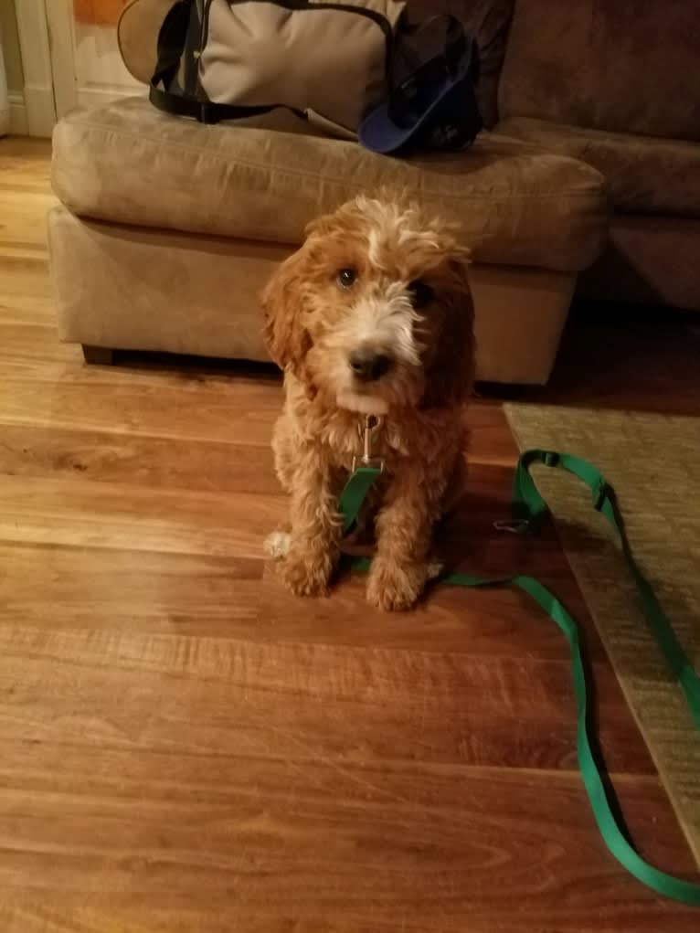Ozzie, a Poodle (Standard) and Irish Setter mix tested with EmbarkVet.com