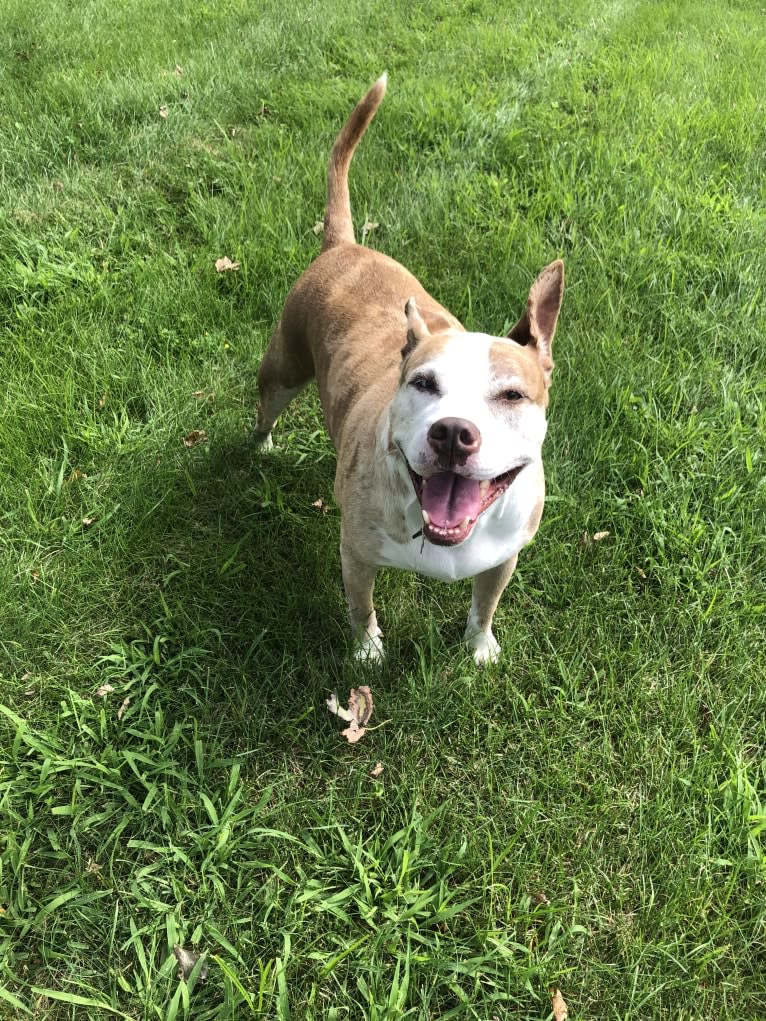 Louie, an American Pit Bull Terrier and American Staffordshire Terrier mix tested with EmbarkVet.com