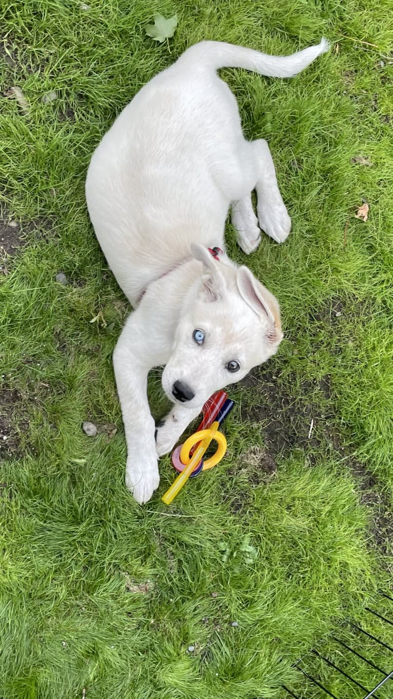 Princess Luna Rose, an Australian Cattle Dog and Siberian Husky mix tested with EmbarkVet.com