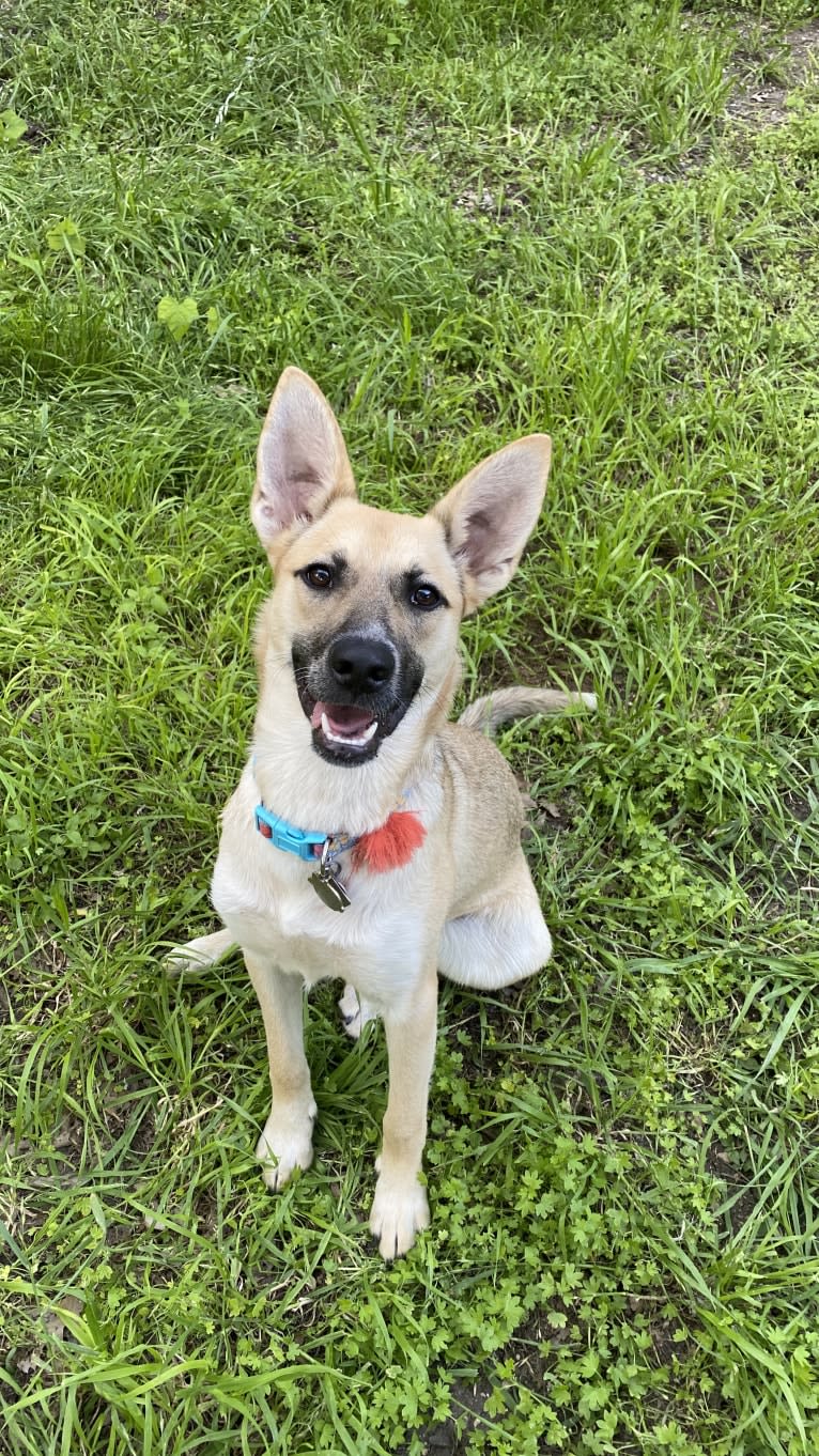Maeby, a German Shepherd Dog and Australian Cattle Dog mix tested with EmbarkVet.com