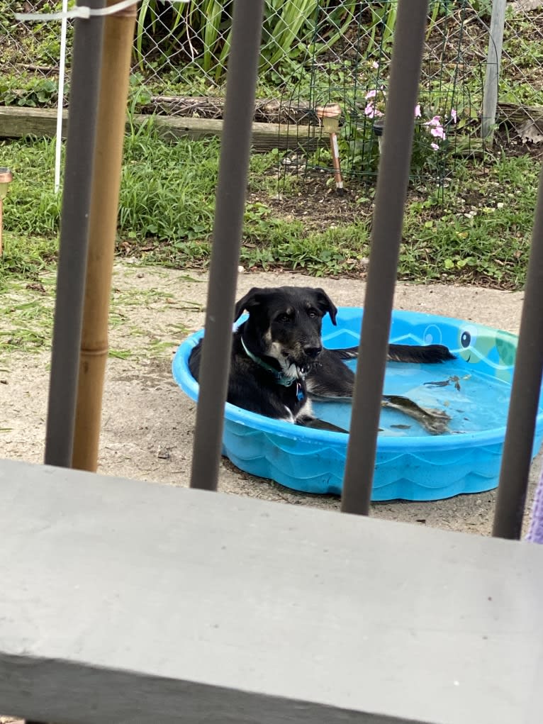 River, a Siberian Husky and Poodle (Standard) mix tested with EmbarkVet.com