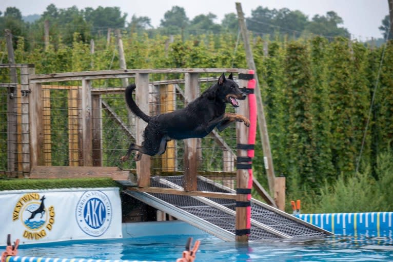 Kenai, a Beauceron tested with EmbarkVet.com