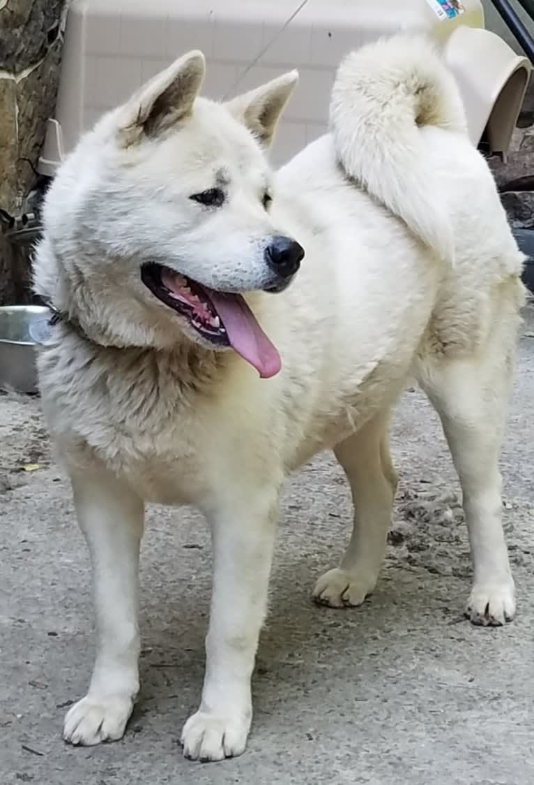 Arya, an Akita tested with EmbarkVet.com