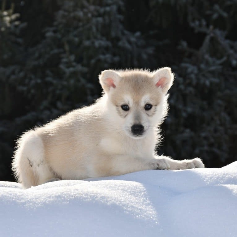 Kuna, a Siberian Husky and German Shepherd Dog mix tested with EmbarkVet.com