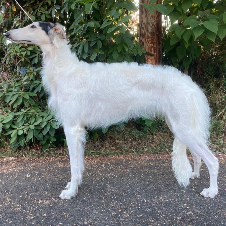 Fennel, a Borzoi tested with EmbarkVet.com