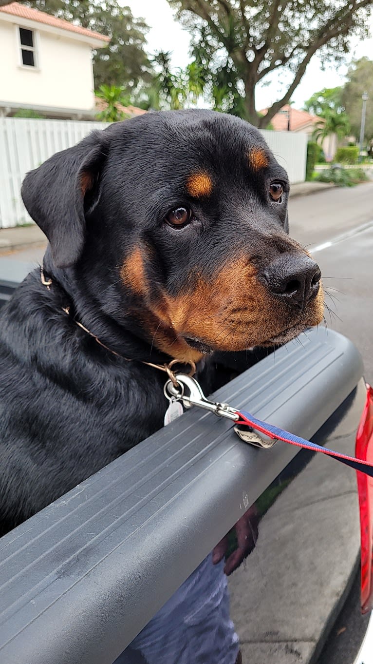 Bella From Kendall Heights, a Rottweiler tested with EmbarkVet.com