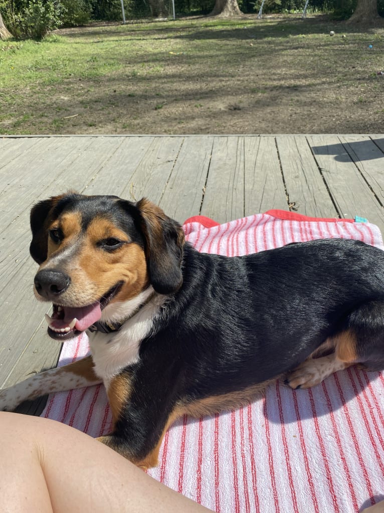 Rooney, a Beagle and Labrador Retriever mix tested with EmbarkVet.com