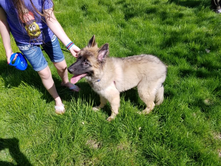 Samson, a German Shepherd Dog and Belgian Malinois mix tested with EmbarkVet.com