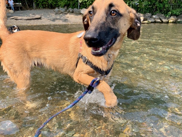 Roux, a Belgian Malinois and Beagle mix tested with EmbarkVet.com