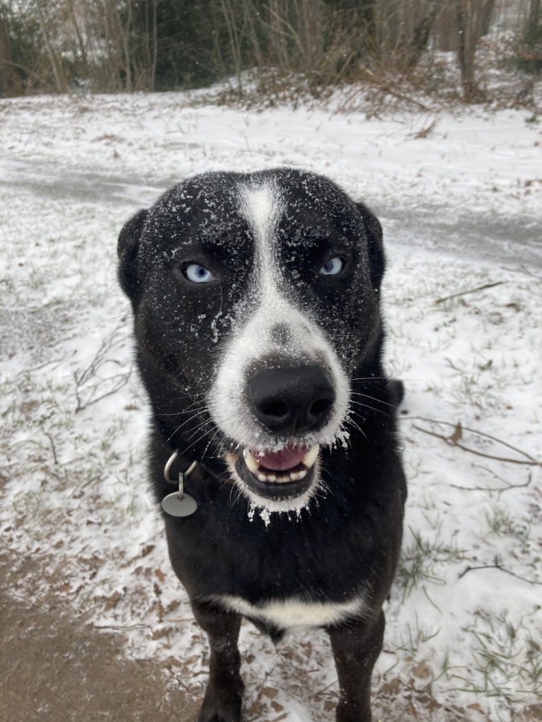 Takoda, an Alaskan-type Husky and Siberian Husky mix tested with EmbarkVet.com