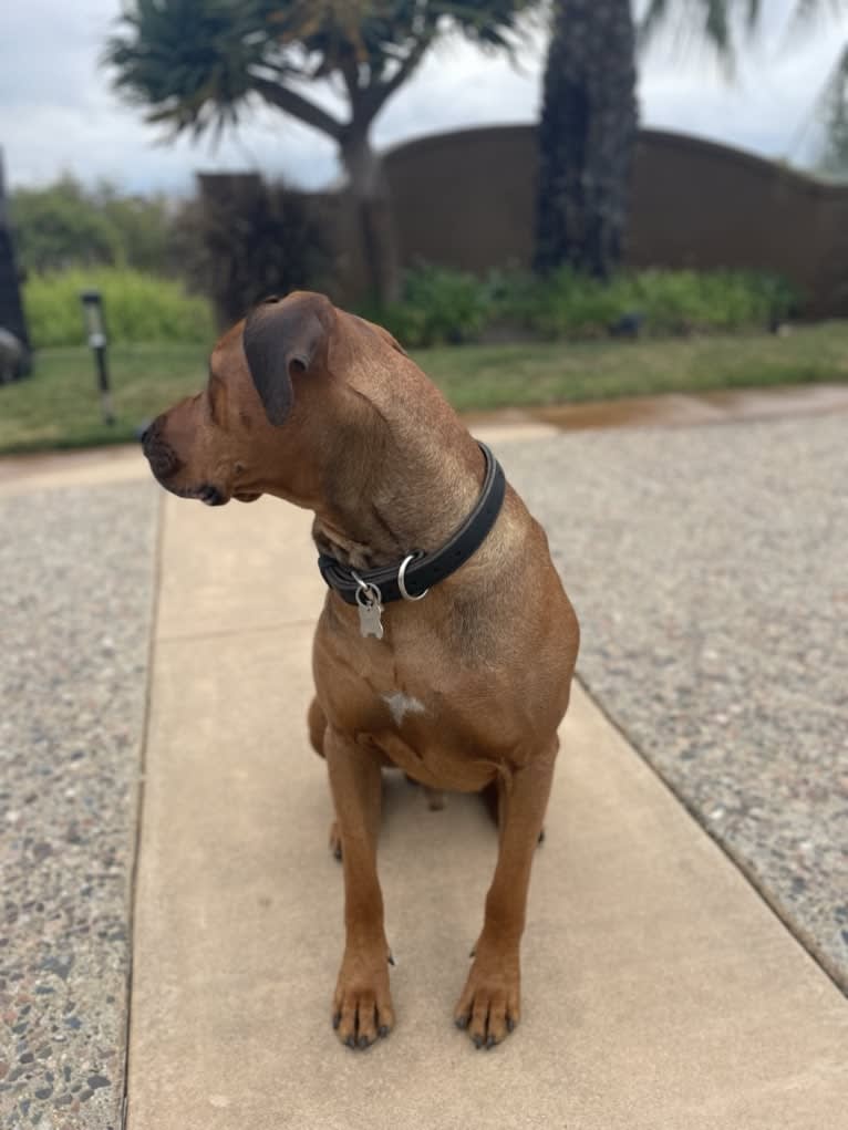 Milo Mukundi Shumba Viik, a Rhodesian Ridgeback tested with EmbarkVet.com