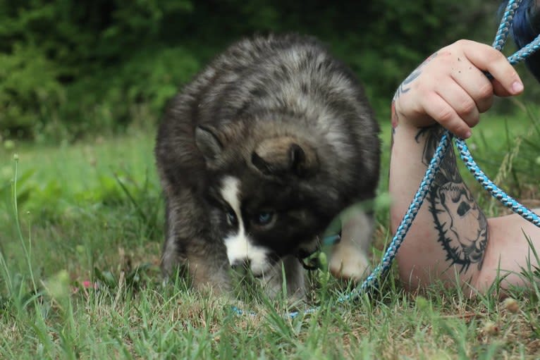 Iroh, a Siberian Husky tested with EmbarkVet.com