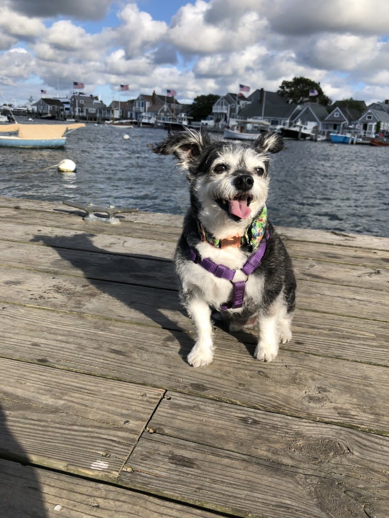 Max, a Bichon Frise and Chihuahua mix tested with EmbarkVet.com