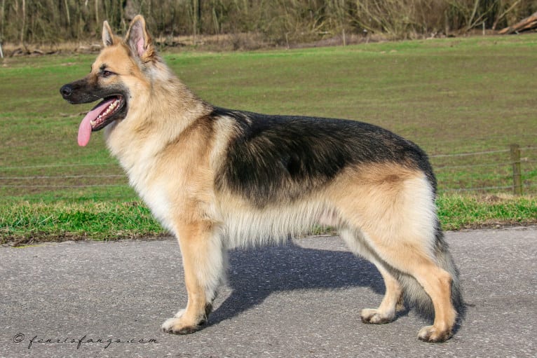 IROH, a German Shepherd Dog tested with EmbarkVet.com