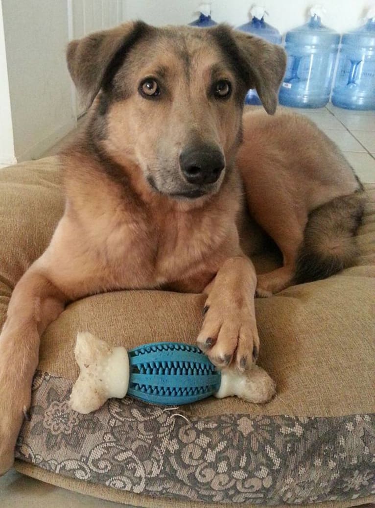 Walter, a German Shepherd Dog and Akita mix tested with EmbarkVet.com