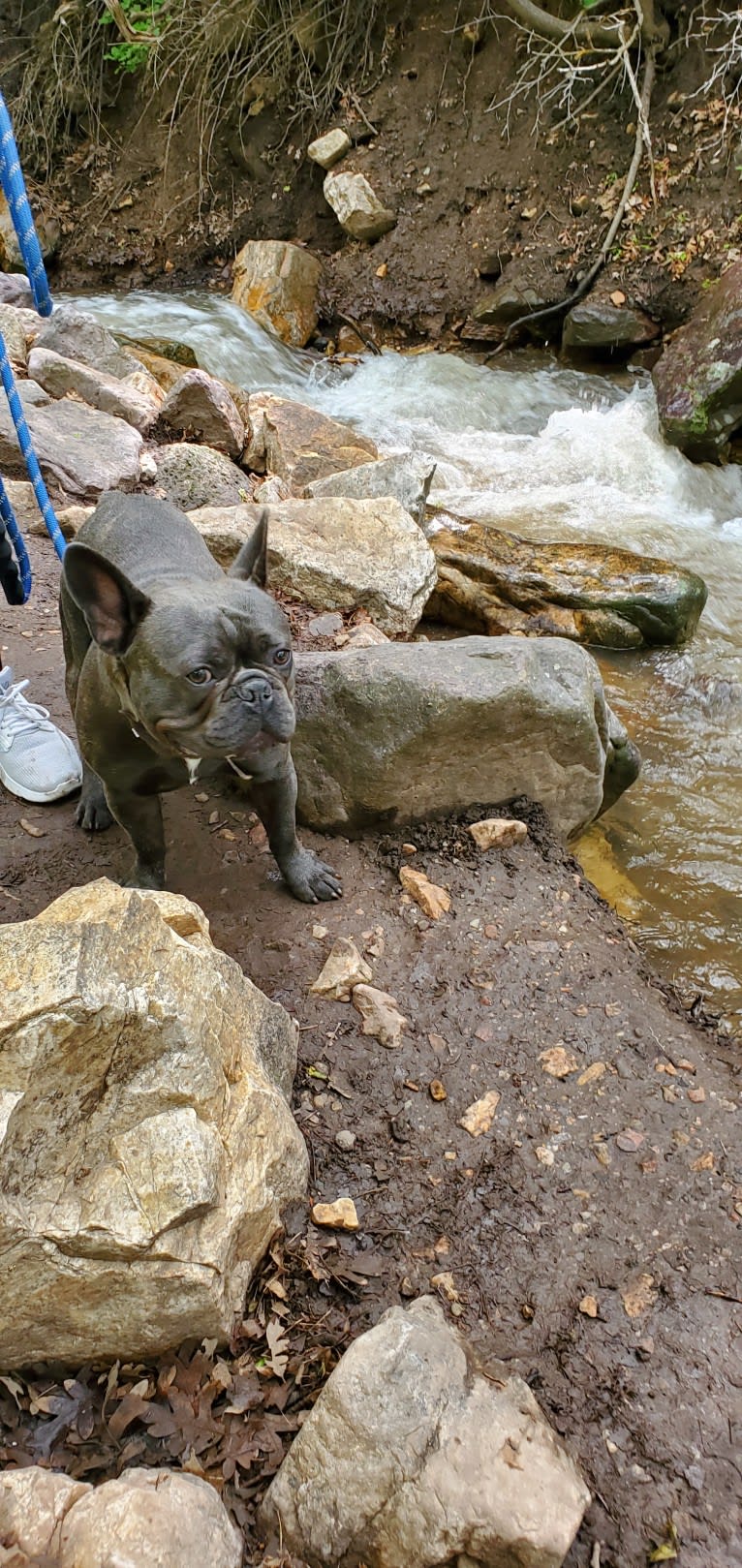 Diesel D, a French Bulldog tested with EmbarkVet.com