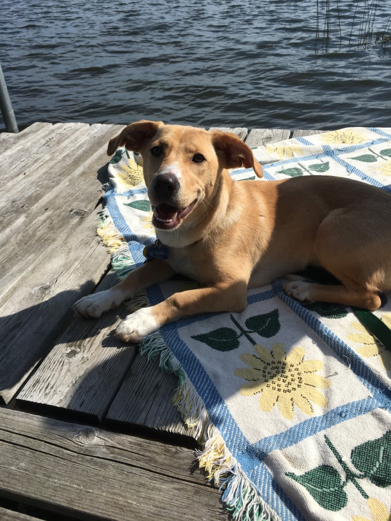 Emilio, a Dachshund and Rat Terrier mix tested with EmbarkVet.com