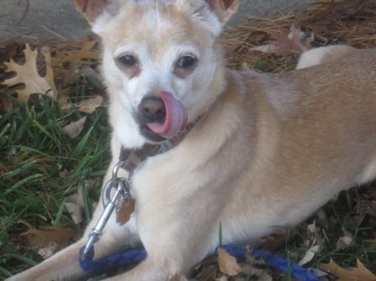 Blip, a Chihuahua and Cocker Spaniel mix tested with EmbarkVet.com