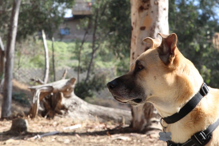 Victor, a Chow Chow and American Pit Bull Terrier mix tested with EmbarkVet.com