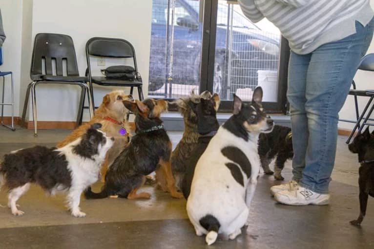 Ivy, a Miniature Schnauzer and Miniature/MAS-type Australian Shepherd mix tested with EmbarkVet.com