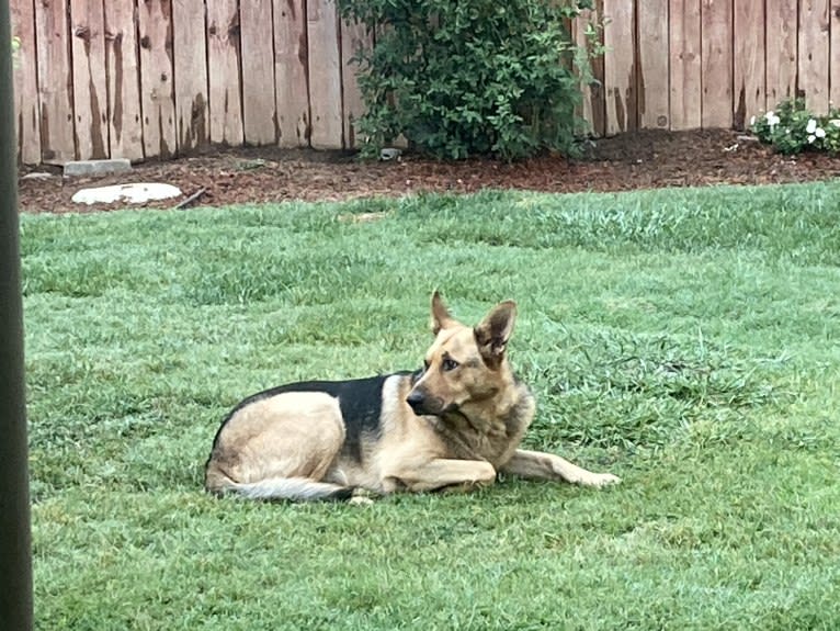 Lukas, a German Shepherd Dog and Australian Cattle Dog mix tested with EmbarkVet.com