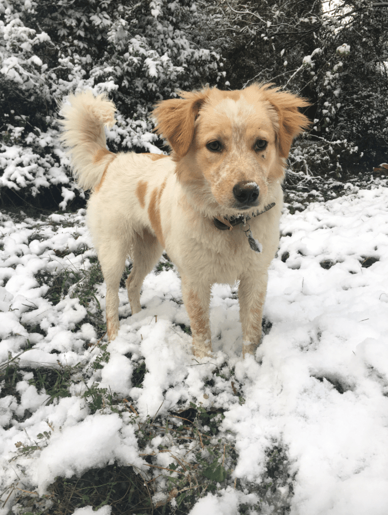 Wendy, a Great Pyrenees and American Pit Bull Terrier mix tested with EmbarkVet.com