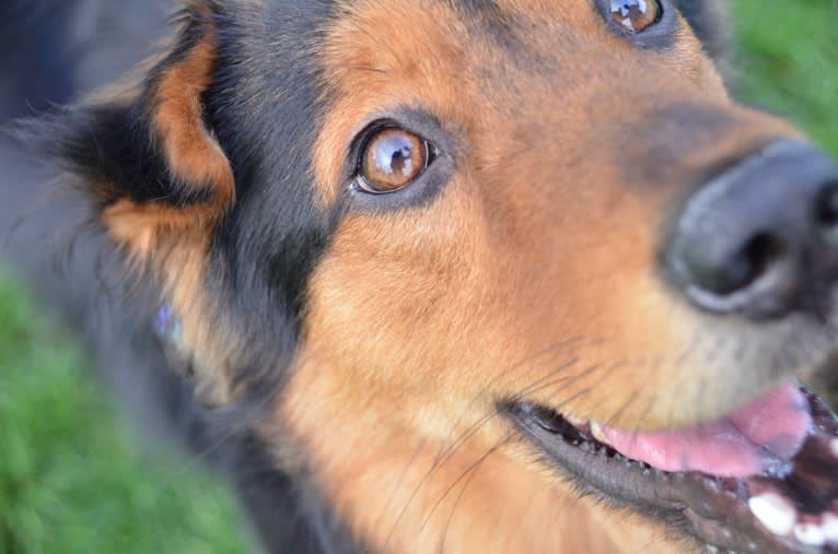 Sparkie, an East Asian Village Dog tested with EmbarkVet.com