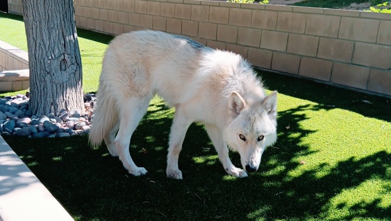 Valefor a dog tested with EmbarkVet.com