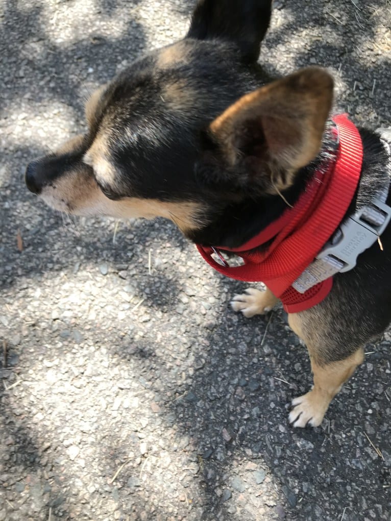 Jonathan Peanutbutter, a Chihuahua and Rat Terrier mix tested with EmbarkVet.com