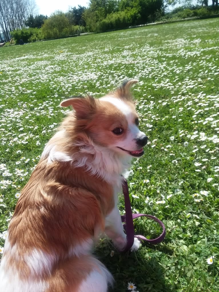 Dixie, a Pekingese and Chihuahua mix tested with EmbarkVet.com