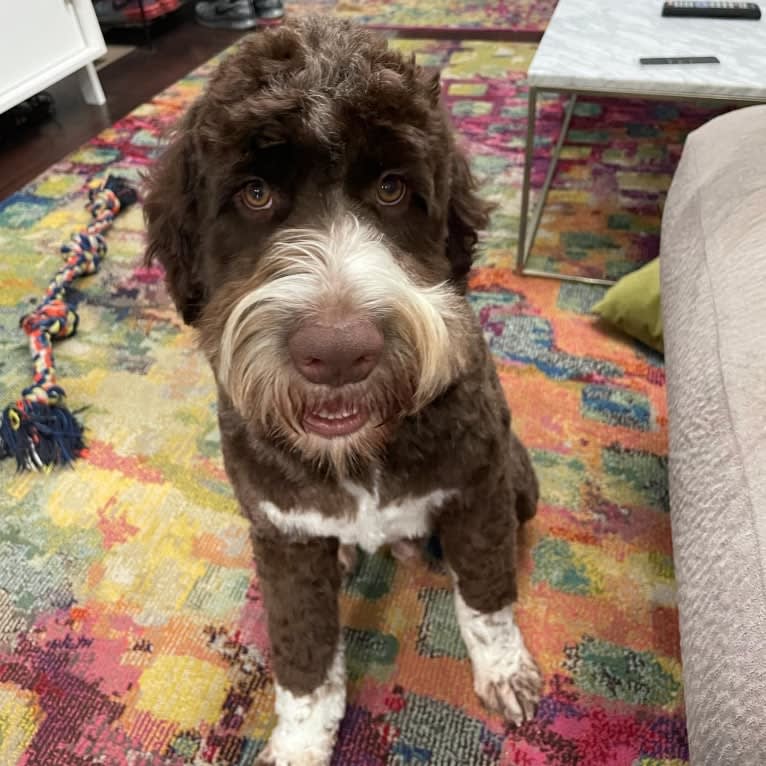 Bolo, an English Springer Spaniel and Poodle (Standard) mix tested with EmbarkVet.com