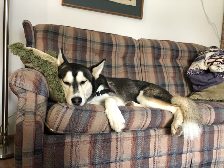 Milo, a Siberian Husky and Alaskan Malamute mix tested with EmbarkVet.com