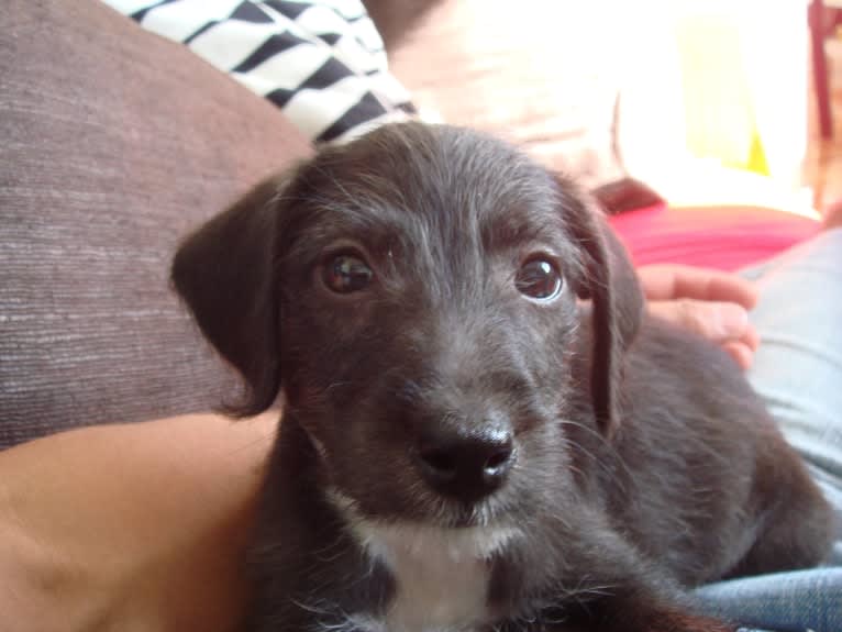 Joey, a Bedlington Terrier and Russell-type Terrier mix tested with EmbarkVet.com