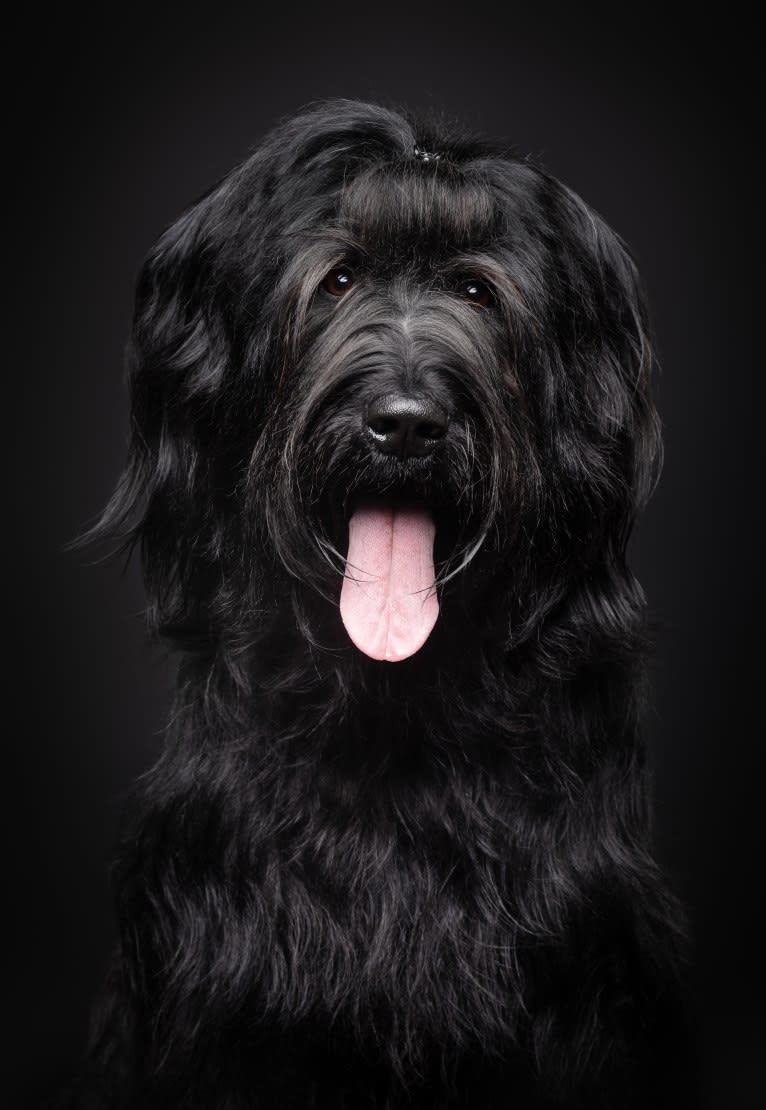 Pink, a Briard tested with EmbarkVet.com