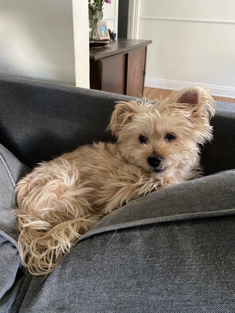 Buster, a Yorkshire Terrier and Coton de Tulear mix tested with EmbarkVet.com